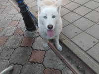 Safkan Dişi Husky Köpeği