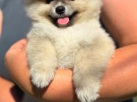 Yavru Pomeranian Boolarımız
