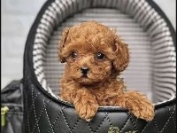 Toy Poodle Sağlıklı Köpekler