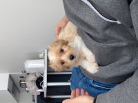 2 Aylık Çok Tatlı Maltipoo