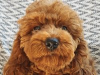 Sağlıklı güzel sevimli poodle yavrular