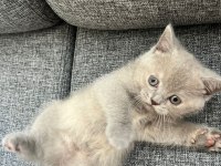 British shorthair dişi kedi yavrusu yuva arıyorum