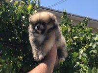Pomeranian boo köpeğimiz