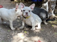 Egzotik french bulldog karma aşıları yapıldı
