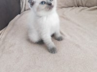 Son iki dişi scottish fold yavrum