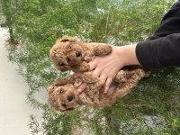 Orjinal kendi poodle yavrularım