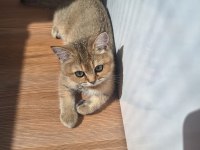 Golden British Shorthair