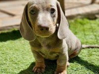 Dachshund Yavru