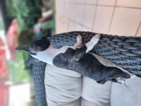SAFKAN GÜZELLİK FRENCH BULLDOG