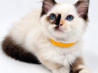 Tortie Ragdoll Bebekler