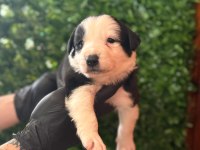 Burkemden a kalite Border collie yavrular