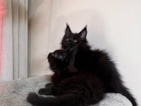 Saf kan şecereli siyah aslan maine coon yavruları