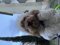 Maltipoo oğlumuzu sahiplendiriyoruz
