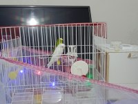 Yavrulu muhabbet kuşları