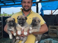 40 günlük kırçıl baba dövüş kralı kalite kangal
