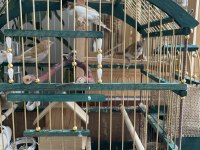 Bengal İspinoz Society Finch