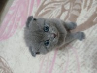 Orijinal british shorthair yavrular