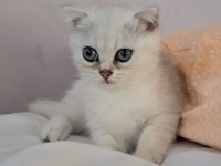 British Shorthair Silver Erkek