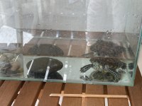 5 YAŞINDA SU KAPLUMBAĞASI