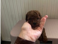 Ev doğumu Toy Poodle yavrularımız 2 aylık