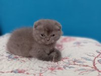 Çok tatlı dişi scottish fold kedim