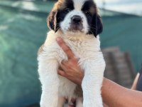 Dev ırk saint bernard yavrular