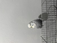 ÜRETİMİ BIRAKIYORUM SAĞLIKLI KUŞLAR