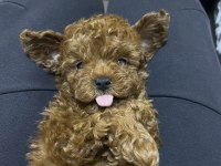 Korekan Toy Poodle Bebekler