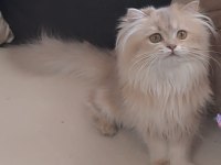 British longhair lilak golden sevimli cana yakın uysal