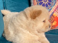 A kalite panda surat chow chow çin aslanı