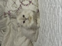 British longhair as1133 erkek 1 yaşında