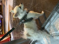 Pomeranian Tilki Burun