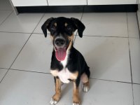 Rus finosu ve rottweiler kırması yavru