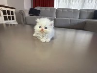 İran kedisi yavrularım