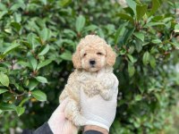 Maltipoo Yavrum Irk Ve Sağlık Garantilidir