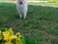 Pomeranian Erkek 3 yaşında eşleşme deneyimli
