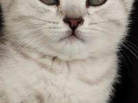 Silver güzellik british shorthair kedimiz