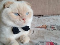 Scottish fold erkek çipli