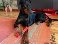İSTANBUL YENİ DOĞACAK SAFKAN DOBERMAN YAVRULARI