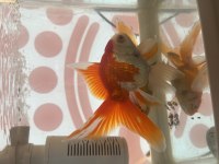ORANDA JAPON BALIKLAR İRİ BOY