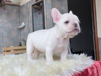 EGZOTİK BLUE FRENCH BULLDOG YAVRULARIM REZERVEYE AÇIK
