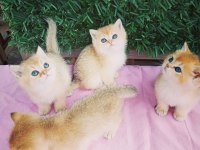 British shorthair Ny 12