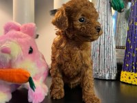 Kore kan poodle köpekler