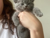 British Shorthair Yavru