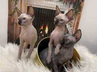 Sphynx sfenks tüysüz dişi erkek yavru