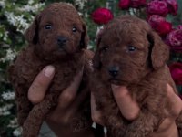 TOY POODLE VE MALTİPOO YAVRULARIMIZ