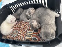 Safkan scottish fold kediler