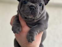 French bulldog ırkının en iyilerinden diyebilirim
