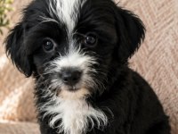 Maltipoo yavrular