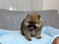 ORJİNAL TEA CUP AYI SURAT ORANGE POMERANİAN BOO